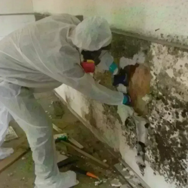 Mold Remediation and Removal in Sullivan, IN